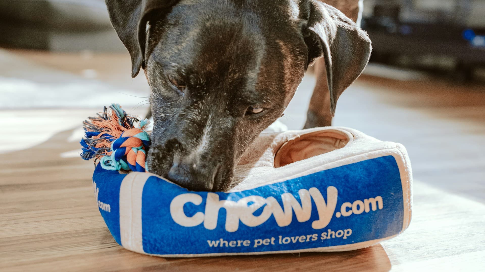 ცხოველების სასტუმროები